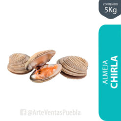 Almeja Chirla Precio por Kilo